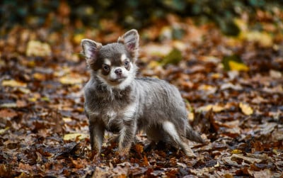 Les chiots de Chihuahua