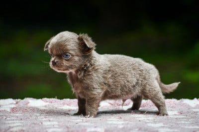 Les chiots de Chihuahua