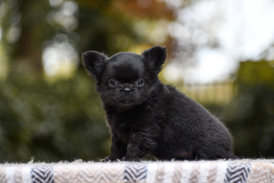 Les chiots de Chihuahua