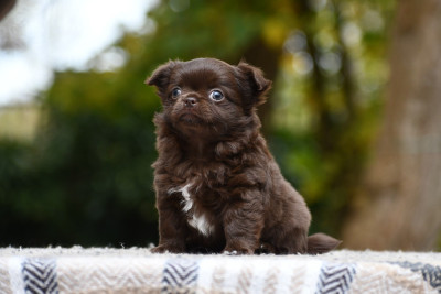 Les chiots de Chihuahua
