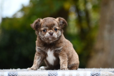 Les chiots de Chihuahua