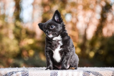 Les chiots de Chihuahua