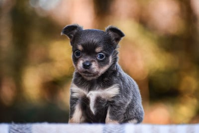 Les chiots de Chihuahua