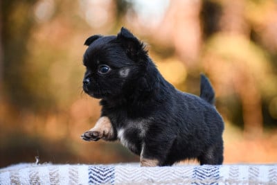 Les chiots de Chihuahua