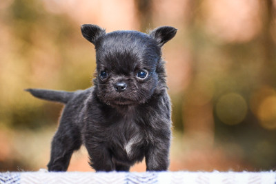Les chiots de Chihuahua