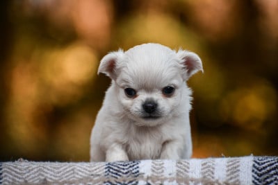 Les chiots de Chihuahua