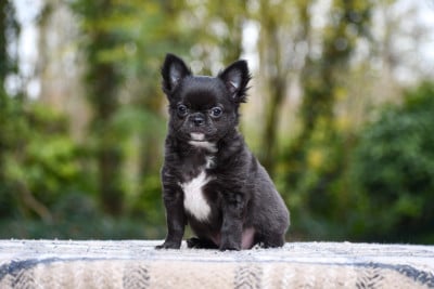 Les chiots de Chihuahua