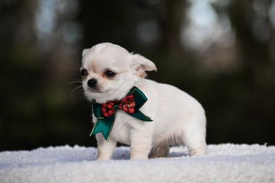 Les chiots de Chihuahua