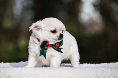 Les chiots de Chihuahua