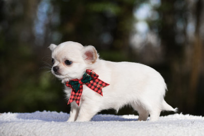 Les chiots de Chihuahua