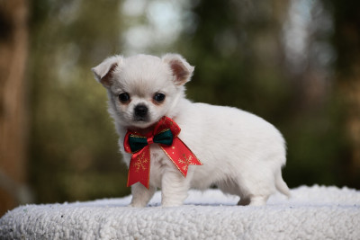 Les chiots de Chihuahua