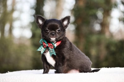 Les chiots de Chihuahua