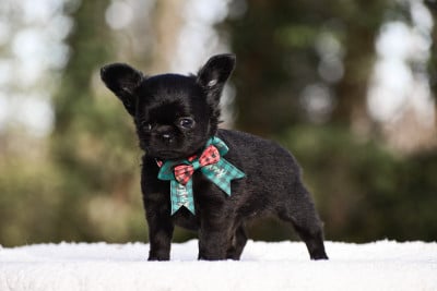 Les chiots de Chihuahua