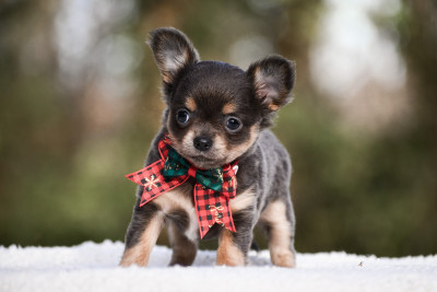 Les chiots de Chihuahua