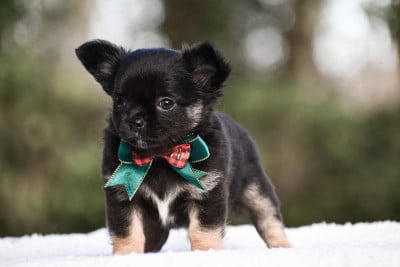 Les chiots de Chihuahua