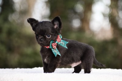 Les chiots de Chihuahua