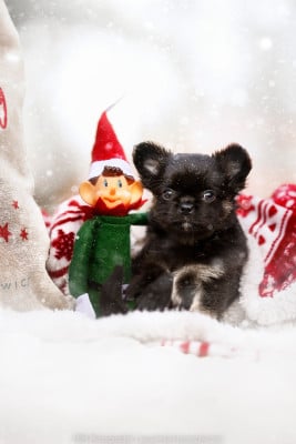 Les chiots de Chihuahua