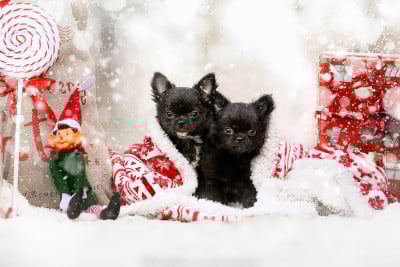 Les chiots de Chihuahua