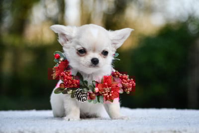 Les chiots de Chihuahua