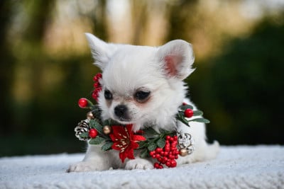 Les chiots de Chihuahua