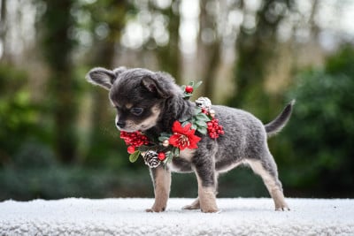 Les chiots de Chihuahua