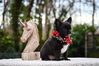 Les chiots de Chihuahua