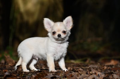 Les chiots de Chihuahua