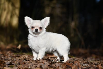 Les chiots de Chihuahua