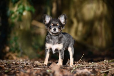Les chiots de Chihuahua