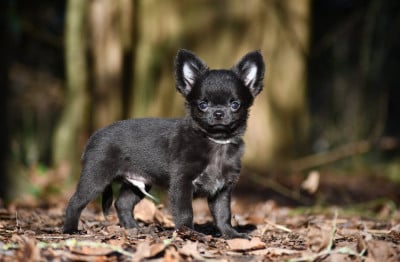 Les chiots de Chihuahua