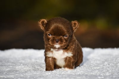 Les chiots de Chihuahua