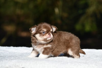 Les chiots de Chihuahua