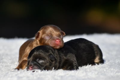 Les chiots de Chihuahua