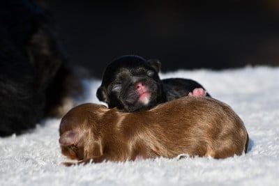Les chiots de Chihuahua