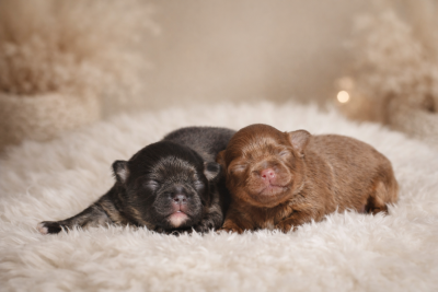 Les chiots de Chihuahua