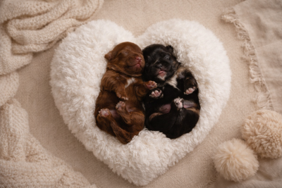 Les chiots de Chihuahua