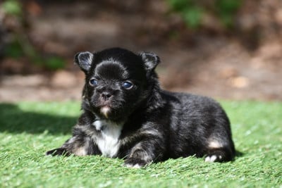 Les chiots de Chihuahua