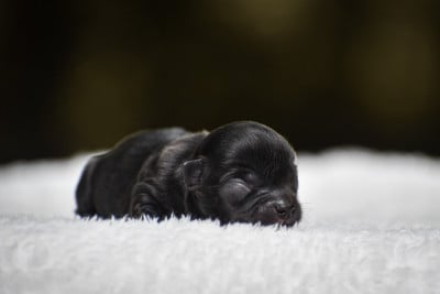 Bacundao - Chihuahua
