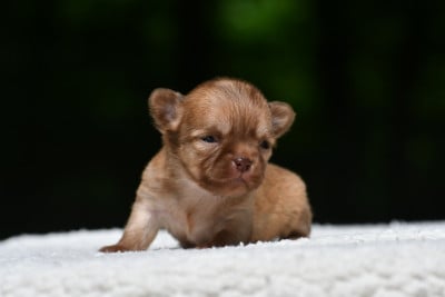 Les chiots de Chihuahua
