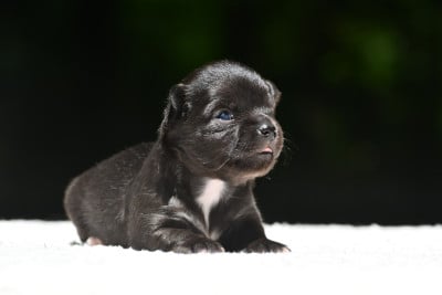 Les chiots de Chihuahua