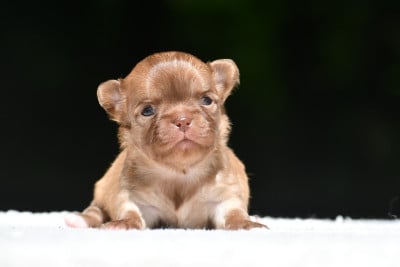 Les chiots de Chihuahua