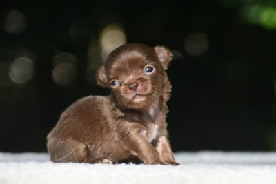 Bambina Poetica (collier jaune) - Chihuahua