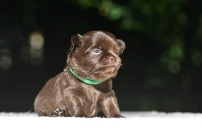 Bosco Segreto (collier vert foncé) - Chihuahua