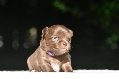 Baci di Moka (collier violet) - Chihuahua