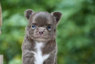 Les chiots de Chihuahua
