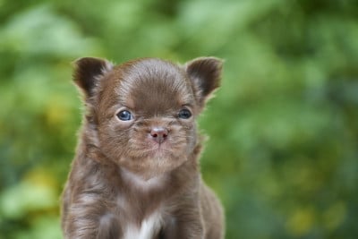 Les chiots de Chihuahua