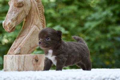 Les chiots de Chihuahua