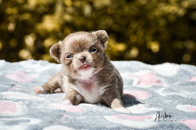 Les chiots de Chihuahua