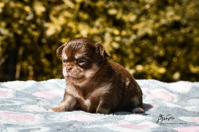 Les chiots de Chihuahua