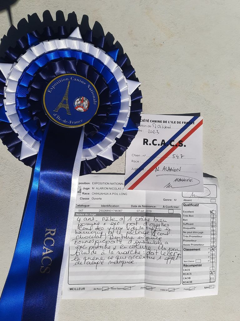 Prinz choco des Ptits Loulous D'emilie - 1er Excellent RCACS